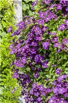 Clematis Hybride - Großblumige Waldrebe Clematis Hybride - Großblumige Waldrebe