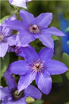 Clematis 'Parisienne' - Waldrebe 'Parisienne' Clematis 'Parisienne' - Waldrebe 'Parisienne'
