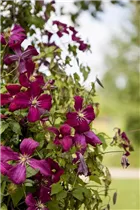 Clematis Hybride - Großblumige Waldrebe Clematis Hybride - Großblumige Waldrebe