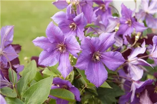 Clematis Hybride - Großblumige Waldrebe Clematis Hybride - Großblumige Waldrebe