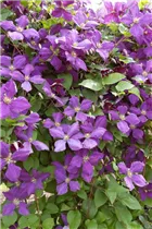 Clematis Hybride - Großblumige Waldrebe Clematis Hybride - Großblumige Waldrebe