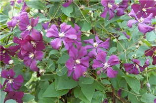 Clematis Hybride - Großblumige Waldrebe Clematis Hybride - Großblumige Waldrebe