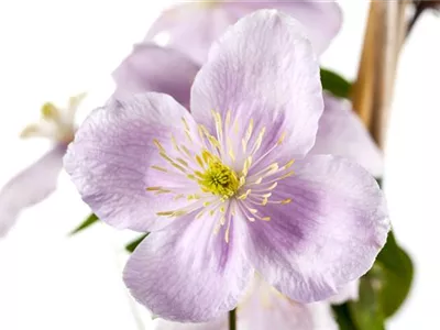 Clematis montana - Berg-Waldrebe Clematis montana - Berg-Waldrebe