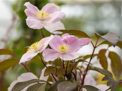 Clematis montana 'Tetrarose' - Berg-Waldrebe 'Tetrarose' Clematis montana 'Tetrarose' - Berg-Waldrebe 'Tetrarose'