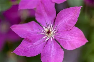 Clematis viticella - Italienische Waldrebe