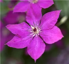 Clematis viticella - Italienische Waldrebe