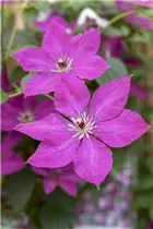 Clematis viticella - Italienische Waldrebe