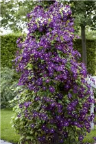 Clematis viticella - Italienische Waldrebe