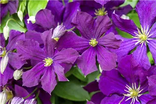Clematis viticella - Italienische Waldrebe