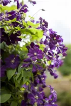 Clematis viticella - Italienische Waldrebe