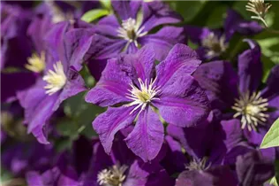 Clematis viticella - Italienische Waldrebe