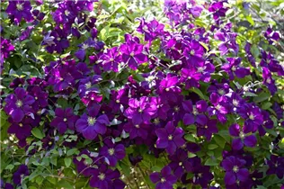 Clematis viticella - Italienische Waldrebe