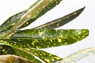 Codiaeum variegatum 'Gold Dust' - Wunderstrauch Codiaeum variegatum 'Gold Dust' - Wunderstrauch