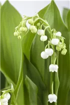 Convallaria majalis - Gewöhnliches Maiglöckchen Convallaria majalis - Gewöhnliches Maiglöckchen