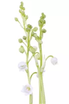 Convallaria majalis - Gewöhnliches Maiglöckchen Convallaria majalis - Gewöhnliches Maiglöckchen