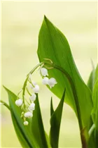 Convallaria majalis - Gewöhnliches Maiglöckchen Convallaria majalis - Gewöhnliches Maiglöckchen