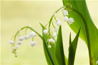 Convallaria majalis - Gewöhnliches Maiglöckchen Convallaria majalis - Gewöhnliches Maiglöckchen