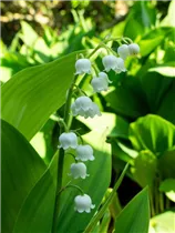 Convallaria majalis - Gewöhnliches Maiglöckchen Convallaria majalis - Gewöhnliches Maiglöckchen