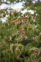 Cornus kousa - Japanischer Blumen-Hartriegel Cornus kousa - Japanischer Blumen-Hartriegel