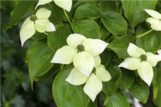Cornus kousa - Japanischer Blumen-Hartriegel Cornus kousa - Japanischer Blumen-Hartriegel