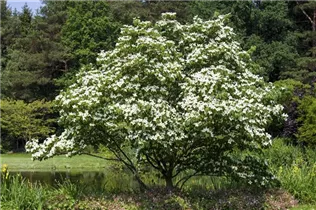 Cornus kousa - Japanischer Blumen-Hartriegel Cornus kousa - Japanischer Blumen-Hartriegel