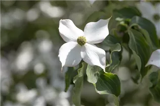 Cornus kousa 'Cappuccino'® - Japanischer Blumen-Hartriegel 'Cappuccino'® Cornus kousa 'Cappuccino'® - Japanischer Blumen-Hartriegel 'Cappuccino'®