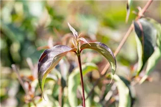 Cornus kousa 'Cappuccino'® - Japanischer Blumen-Hartriegel 'Cappuccino'® Cornus kousa 'Cappuccino'® - Japanischer Blumen-Hartriegel 'Cappuccino'®
