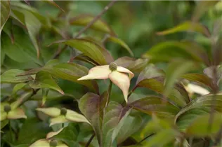Cornus kousa 'Cappuccino'® - Japanischer Blumen-Hartriegel 'Cappuccino'® Cornus kousa 'Cappuccino'® - Japanischer Blumen-Hartriegel 'Cappuccino'®
