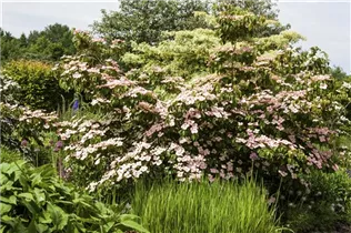 Cornus kousa 'Satomi'® - Japanischer Blumen-Hartriegel 'Satomi'® Cornus kousa 'Satomi'® - Japanischer Blumen-Hartriegel 'Satomi'®
