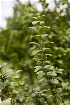 Cornus kousa 'Satomi'® - Japanischer Blumen-Hartriegel 'Satomi'® Cornus kousa 'Satomi'® - Japanischer Blumen-Hartriegel 'Satomi'®