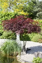 Acer palmatum 'Atropurpureum' - Roter Fächerahorn 'Atropurpureum' Acer palmatum 'Atropurpureum' - Roter Fächerahorn 'Atropurpureum'
