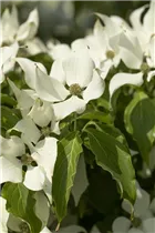 Cornus kousa 'Satomi'® - Japanischer Blumen-Hartriegel 'Satomi'® Cornus kousa 'Satomi'® - Japanischer Blumen-Hartriegel 'Satomi'®