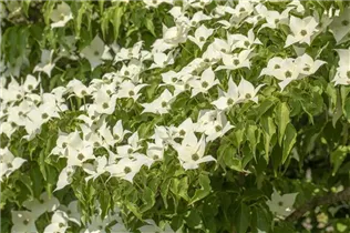 Cornus kousa 'Satomi'® - Japanischer Blumen-Hartriegel 'Satomi'® Cornus kousa 'Satomi'® - Japanischer Blumen-Hartriegel 'Satomi'®