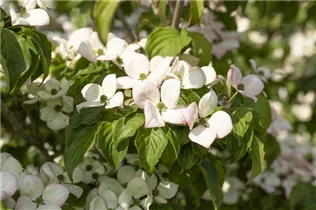 Cornus kousa 'Satomi'® - Japanischer Blumen-Hartriegel 'Satomi'® Cornus kousa 'Satomi'® - Japanischer Blumen-Hartriegel 'Satomi'®