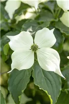 Cornus kousa 'Venus'® - Japanischer Blumen-Hartriegel 'Venus'® Cornus kousa 'Venus'® - Japanischer Blumen-Hartriegel 'Venus'®