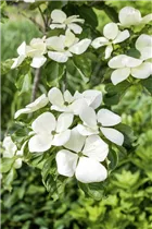 Cornus kousa 'Venus'® - Japanischer Blumen-Hartriegel 'Venus'® Cornus kousa 'Venus'® - Japanischer Blumen-Hartriegel 'Venus'®