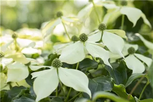 Cornus kousa 'Venus'® - Japanischer Blumen-Hartriegel 'Venus'® Cornus kousa 'Venus'® - Japanischer Blumen-Hartriegel 'Venus'®