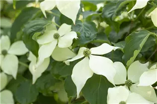 Cornus kousa 'Venus'® - Japanischer Blumen-Hartriegel 'Venus'® Cornus kousa 'Venus'® - Japanischer Blumen-Hartriegel 'Venus'®