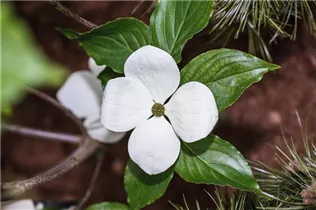 Cornus kousa 'Venus'® - Japanischer Blumen-Hartriegel 'Venus'® Cornus kousa 'Venus'® - Japanischer Blumen-Hartriegel 'Venus'®