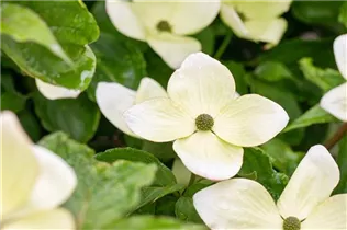 Cornus kousa 'Venus'® - Japanischer Blumen-Hartriegel 'Venus'® Cornus kousa 'Venus'® - Japanischer Blumen-Hartriegel 'Venus'®