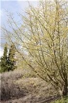 Cornus mas - Kornelkirsche Cornus mas - Kornelkirsche