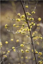 Cornus mas - Kornelkirsche Cornus mas - Kornelkirsche