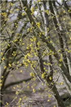 Cornus mas - Kornelkirsche Cornus mas - Kornelkirsche