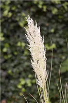Cortaderia selloana - Pampasgras