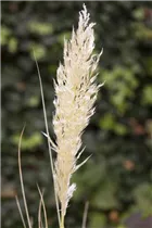 Cortaderia selloana - Pampasgras