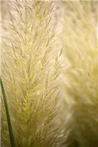 Cortaderia selloana 'Evita'® - Garten-Pampasgras 'Evita'®