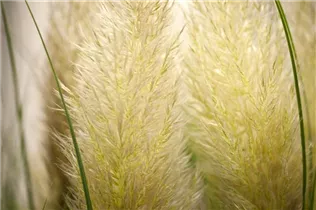 Cortaderia selloana 'Evita'® - Garten-Pampasgras 'Evita'®