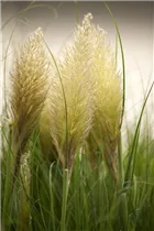 Cortaderia selloana 'Evita'® - Garten-Pampasgras 'Evita'®