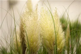 Cortaderia selloana 'Evita'® - Garten-Pampasgras 'Evita'®