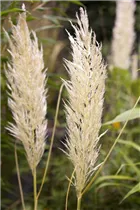 Cortaderia selloana - Pampasgras